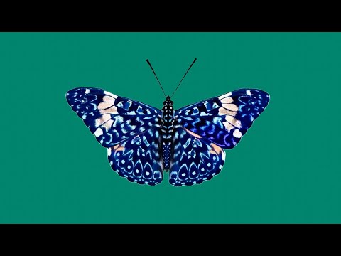 ХРОМАКЕЙ Голубая бабочка Монарх Chroma key Butterfly