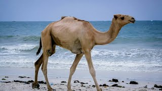 10 lines on the camel for kids, essay on the ship of desert. smart online classes for kids.