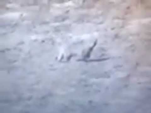 Հայաստանի հազվագյուտ գիշատիչներից մեկը 100 տարի անց նորից հայտնաբերվել է հանրապետությունում