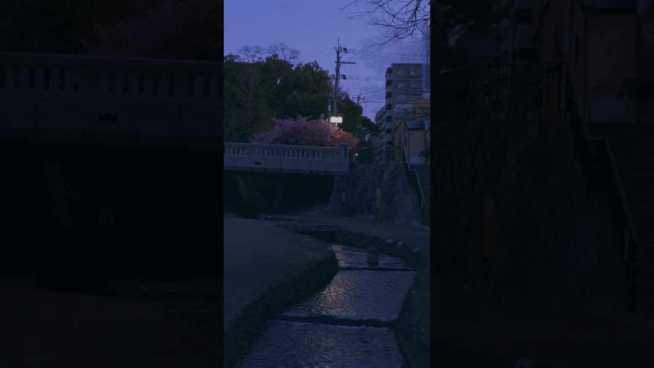 戻橋の河津桜 short