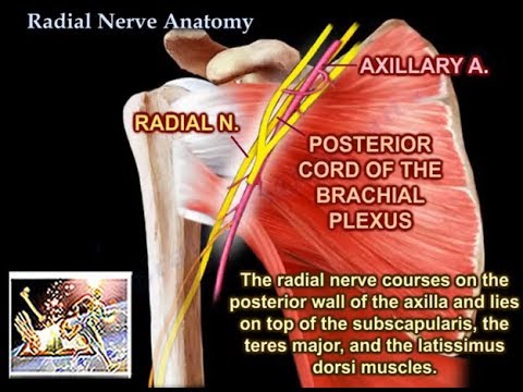 Radial Nerve Anatomy - Everything You Need To Know - Dr. Nabil Ebraheim