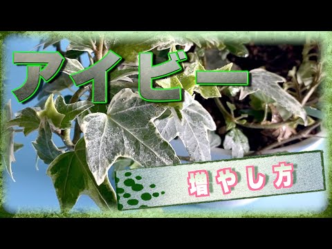 アイビーの挿し木はいつ取るのですか？どうやって ？リーダーに従う ！  庭園