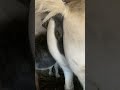Mare Pooping