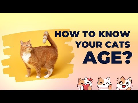 How to know your cat's age - YouTube