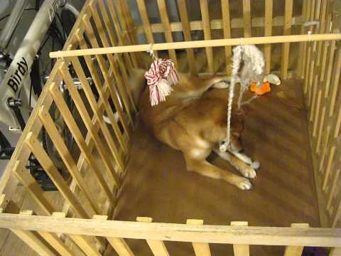 最喜歡玩10元童軍繩..(原發表者:ikeyama36)(影片)