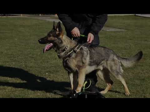 Lucifero vikar 11 months