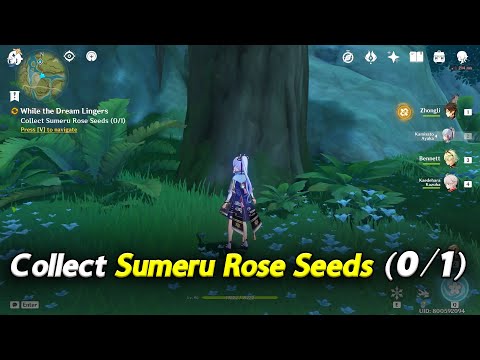 Collect Sumeru Rose Seeds (0/1) | While the Dream Lingers | Genshin Impact