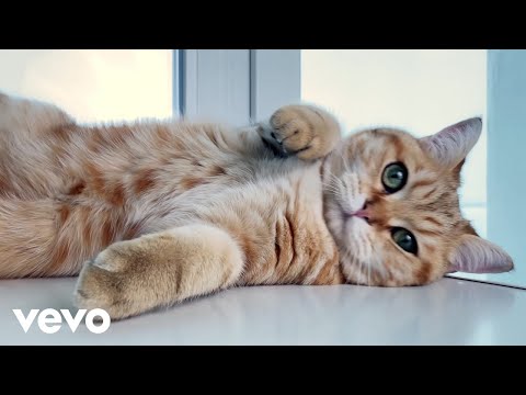 Cat Song (Official Video) - Cooltime | Types of Cats | Cats | Kittens