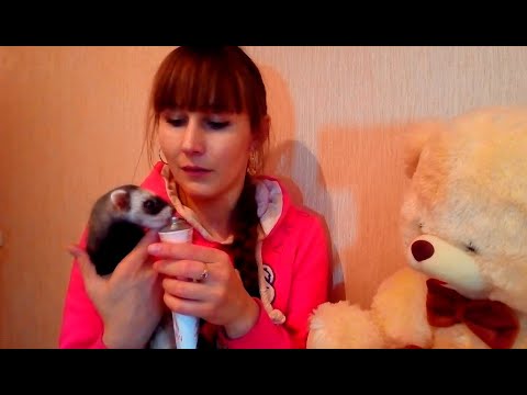 Мой опыт в воспитании хорька!!Как воспитывала Эрну!