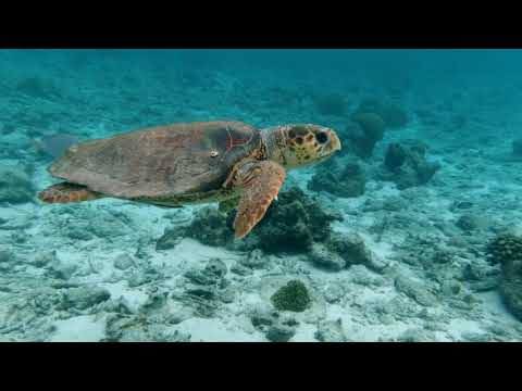 #4K #Wildlife #harjind  Amazing Wildlife of Botswana - 4K Nature Documentary Film with music |