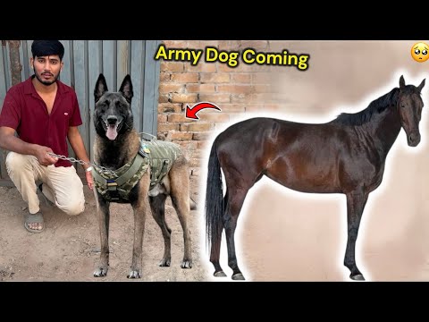 HORSE DHOODNE KY LEAY KHOJI l ARMY l DOG LE RHY HAIN 🥺