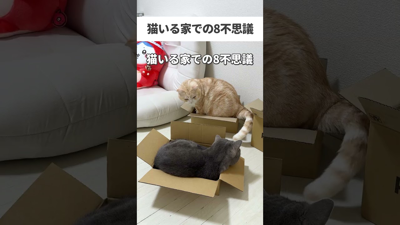 猫いる家での8不思議🤣 #猫 #ねこ #猫動画 #猫好きさんと繋がりたい #猫のいる暮らし #ねこ動画 #猫あるある #猫のいる生活 #猫ミーム #ねこのいる生活
