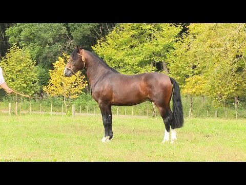 Lote 10 - Obelisco da Bela Aliança