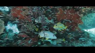 96 Songs | Anthaathi Song video | Vijay Sethupathi, Trisha | Govind Vasantha | C.Prem Kumar