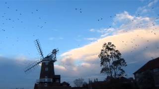 preview picture of video 'Starlings at Cley Windmill'