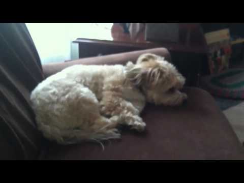 Peanut teaches the American Civil War at Harvard.