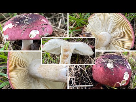 Heringstäubling Verwechslung | Fleischfarbener Heringstäubling, Russula xerampelina | Pilzportrait