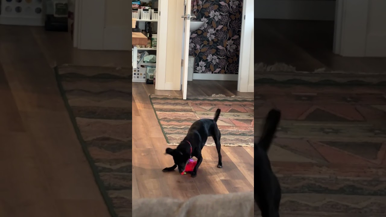 Pixie, an adopted mixed breed in Milwaukie, OR video 5/5