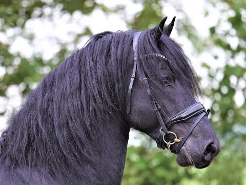 Stal Okkema's Eelke - Eise x Dries - star stallion - 1.65m - 2017