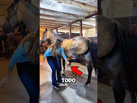 No creerás cómo ayudó al caballo 😱🐴