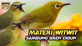 Download lagu 🔴 LIVE Masteran Pleci Materi Witwitwit Sambung Bren Cigun Panjang !!! mp3