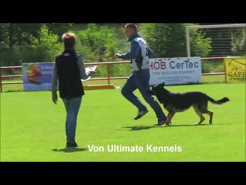 2018 Czech Nationals Marek Cerny with Extreme Orex Aykmar Obedience