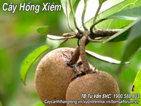 CVN 104 loài cây bóng mát mới   Cây cảnh thăng long