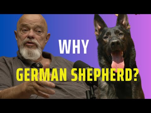 German Shepherd Is The Most Versatile Breed In The World