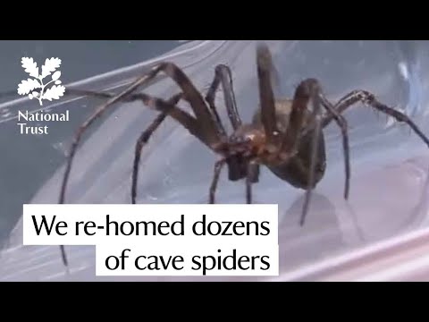 We moved dozens of cave spiders to a new home - in Yorkshire