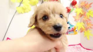 ハーフ犬の動画01