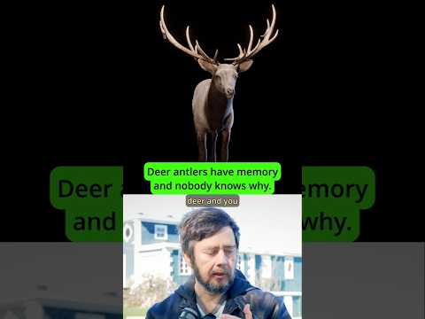 How damage 'sticks' to deer antlers year after year #deer #science #hunting - Michael Levin