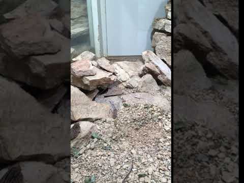 Nuvola アプリ gaim.png