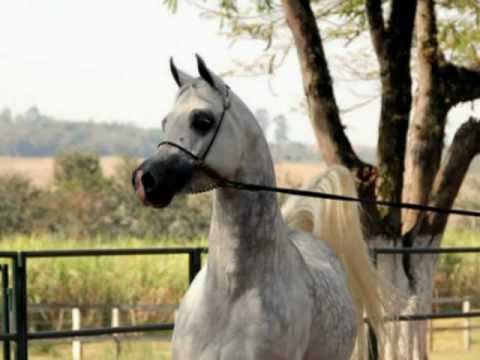 Anthasia Ashiraf - Milan's Cup 2011