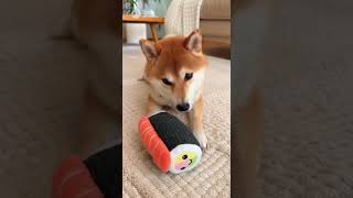 柴犬おもちゃであそぶ #cute