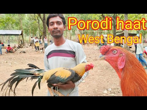 Porodi Murga Market | Aseel Murga Bajar | parrot murga | @Mantuvlog
