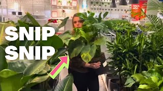 I cut my friend's Variegated Monstera because she gave me scissors