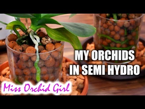 , title : 'Thoughts on Orchids in semi hydroponics - 2 month update | Part 1'