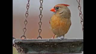 Kasey Chambers - &#39;More Than Ordinary&#39;