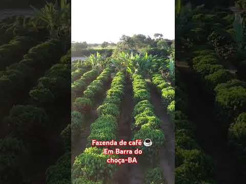 Fazenda 🚜 🚜 de café ☕️ ☕️ em Barra do choça-BA.