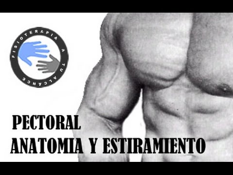 Pectoral anatomia y estiramiento