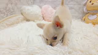 チワワ(ロング)の動画01