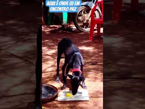 #vidanaroça #caminhoparaumavidamelhor chácara estrela do oriente jaborandi Bahia
