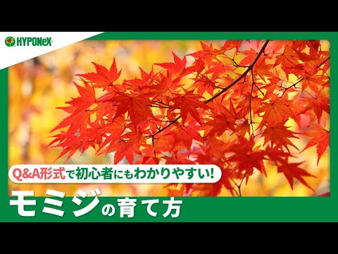秋のポット装飾的な華やかな紅葉のイロハモミジ