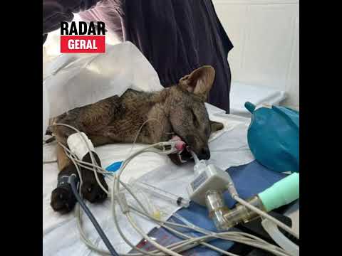 MG: após 3 meses se recuperando, raposa atropelada e em estado grave é reinserida na natureza