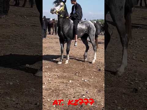 , title : '😍😍🔥🔥🏇🏇#Mustang#Horses#Colt#Livestock#Astana#Herd#Stalion#Equestrian#Horse#Kazakhstan#Mare#Buzkash#At'
