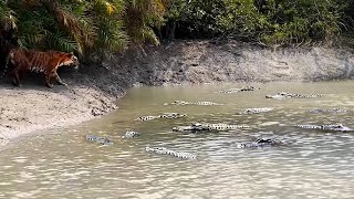 Download lagu NIAT MEMANGSA BUAYA TAPI HARIMAU MALAH JADI MANGSA !! 8 Pertarungan SERU Harimau Dan Singa VS Buaya mp3