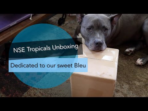 NSE Tropicals, Top Tropicals and Unurth Pottery Unboxing with my dog Bleu in his last video