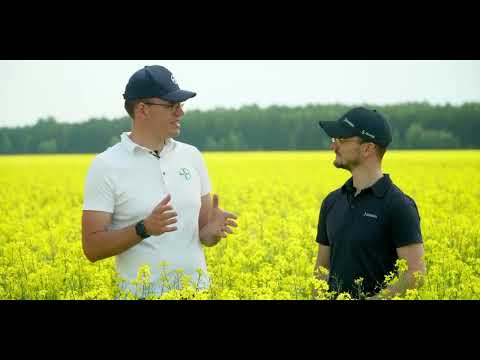 Juodasis perlas DK EXCITED išlieka stabiliausia žieminių rapsų veisle.