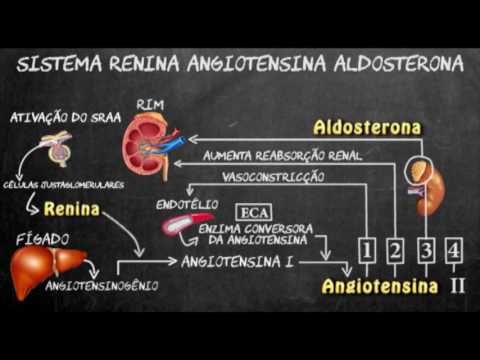 Sistema renina angiotensina aldosterona