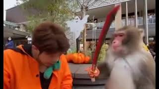 you shouldn't mess with monkeys